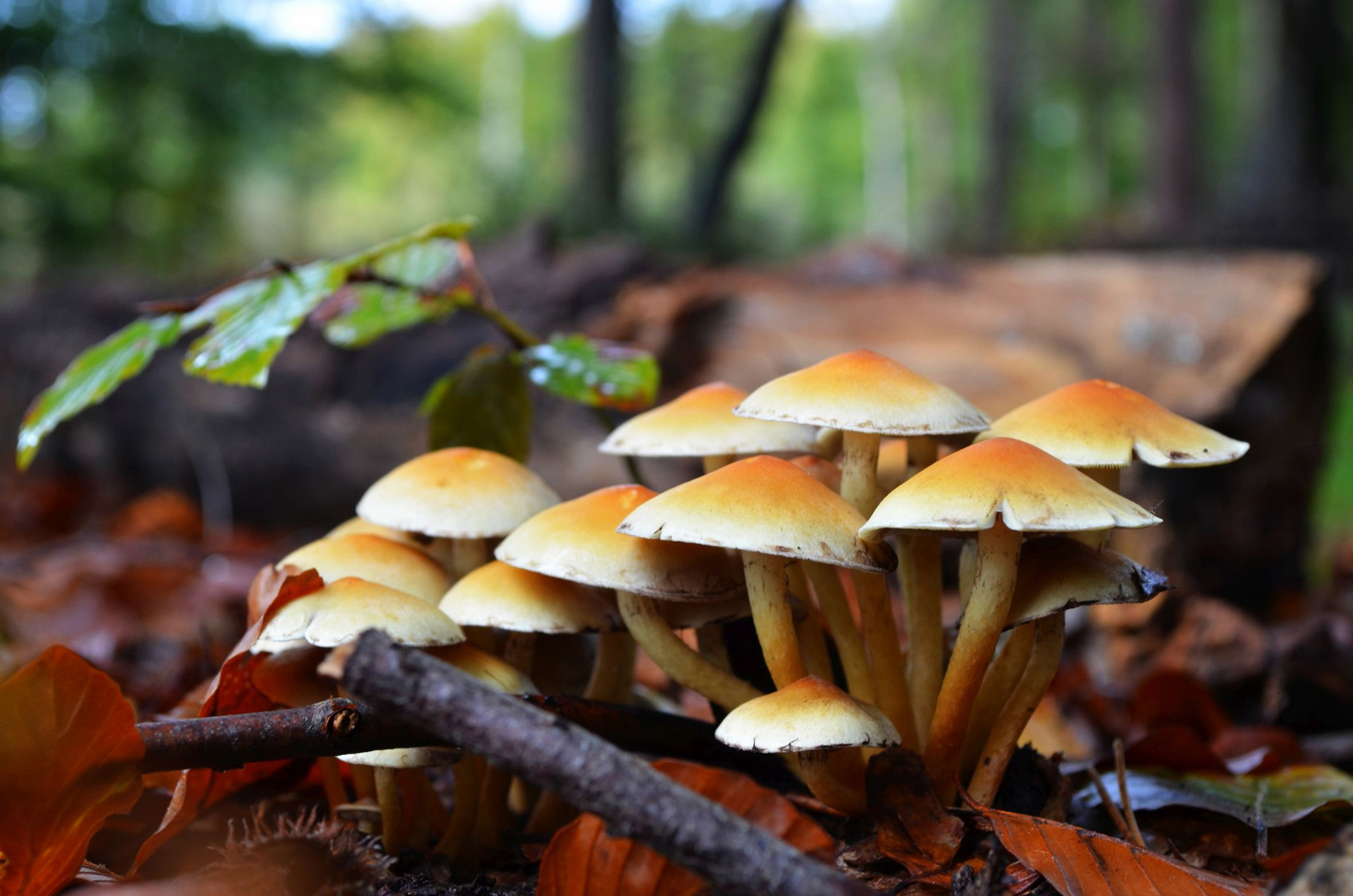 94 Fantastic Free Images for a Mushroom Wallpaper, Background or