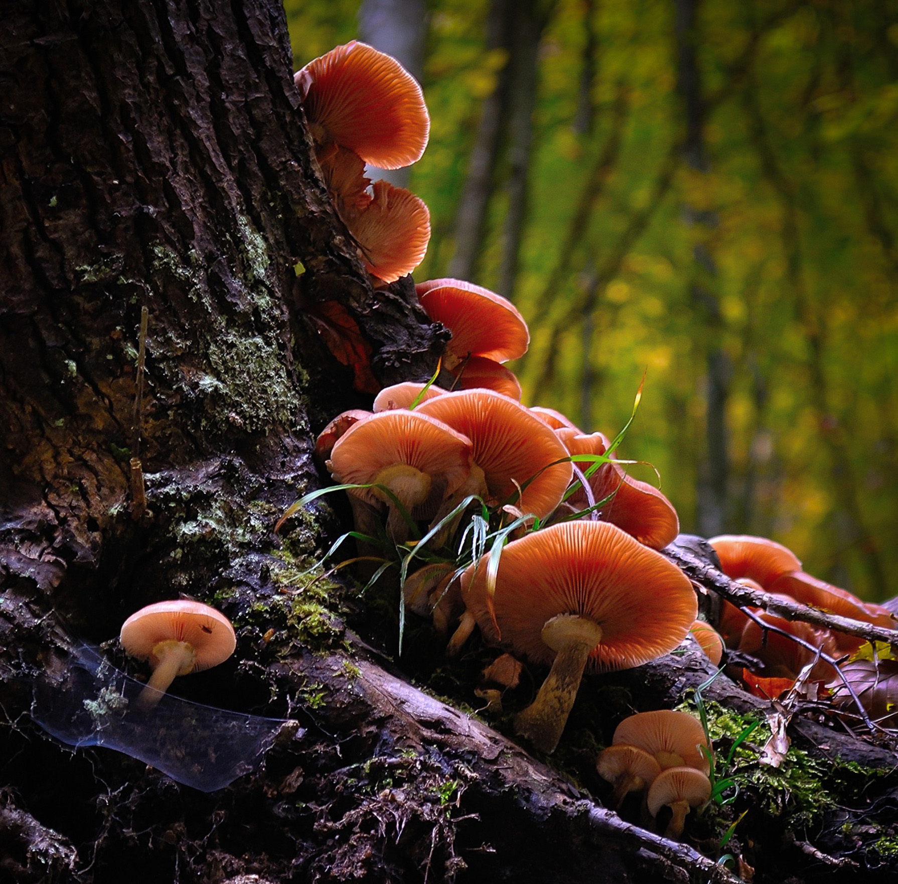 94 Fantastic Free Images for a Mushroom Wallpaper, Background or