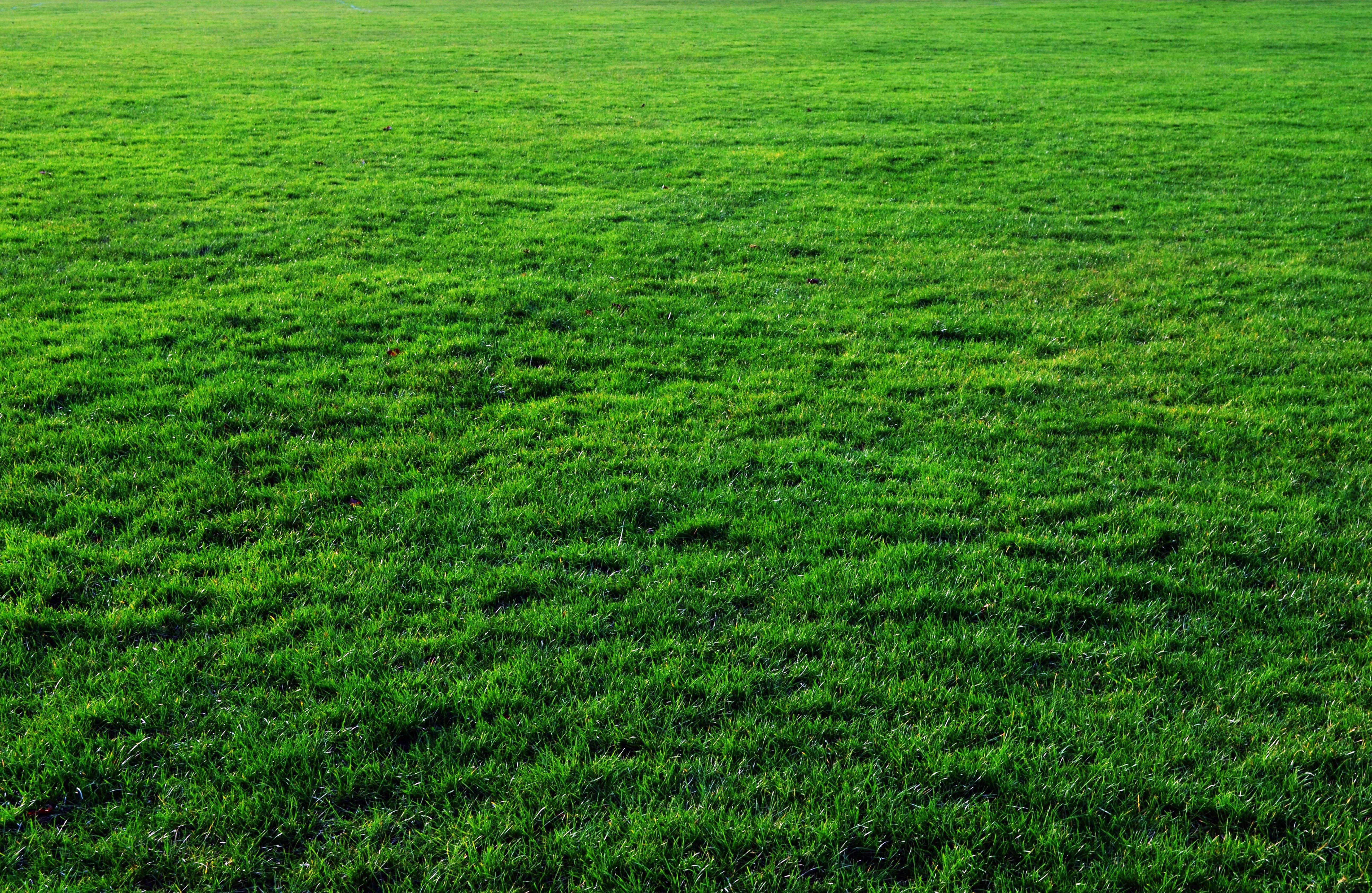 thick free grass texture or green lawn background photo image | www