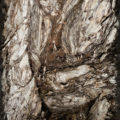 tree bark abstract texture background