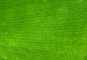 Free green palm leaf closeup photo background texture