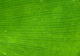 free green palm leaf background closeup photo
