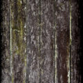 another free grunge wood fence background texture photo