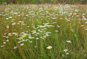 A field of flowers