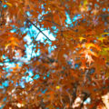 orange autumn or fall leaves background photo