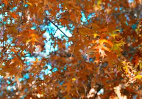autumn or fall leaves background photo