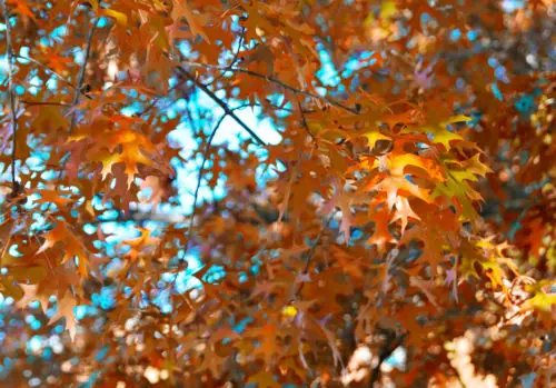 orange autumn or fall leaves background photo