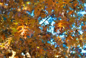 fall or autumn leaves background photo