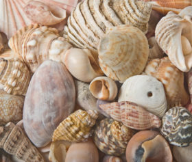 3rd of the seashells background texture photos