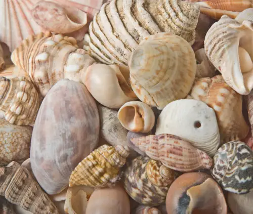lots of diverse shells make a great background