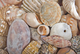 Another mixed Sea Shells Background Texture