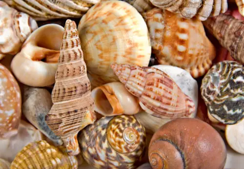 lots of diverse shells make a great background