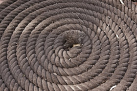 Old Coil of Rope Background Photo