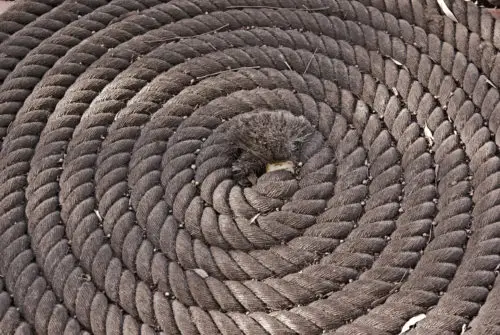 coil of rope background texture