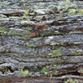 nature background of moss and lichen on an old wood log