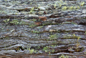nature background of moss and lichen on an old wood log