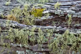 nature background of moss and lichen on an wooden old log