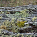 nature background of moss and lichen on an old log