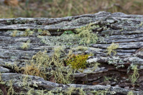 nature background of moss and lichen on an old log