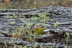 old mossy log background image