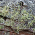 old log with moss background