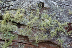 old log with moss background