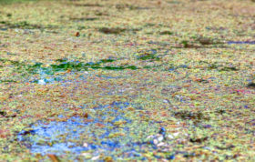 Beautiful colourful pond weed and algae for a nature background