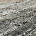 old rotting planks or floorboards with rusty nails