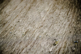 and another old floorboards wooden background