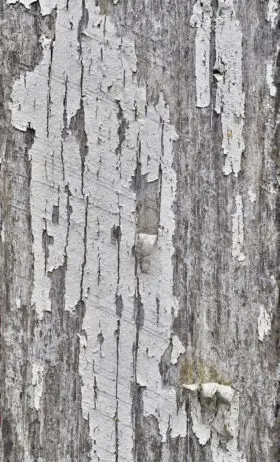 old wood with peeling paint wooden background texture