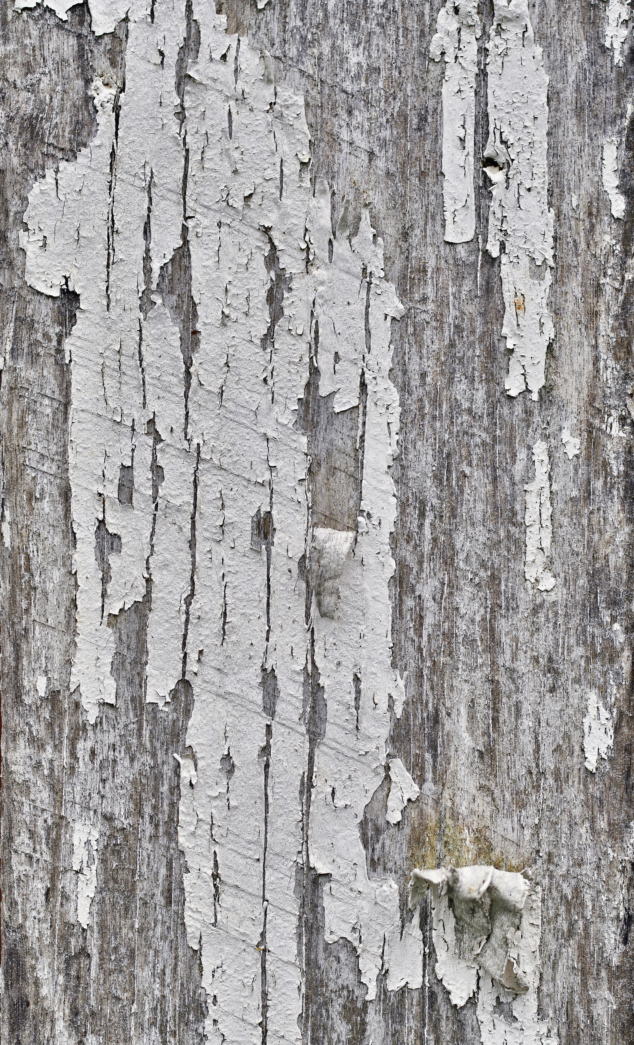 Chipped white paint on wood texture  Wood texture, Painting on wood,  Texture