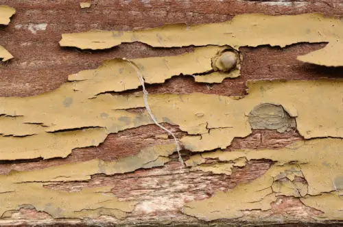 image of old wood with peeling paint background texture