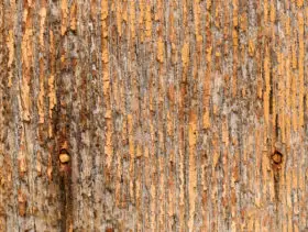 An orange wood background texture