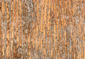old rough orange wood background texture