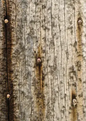 old grunge wooden background in a wood texture photo