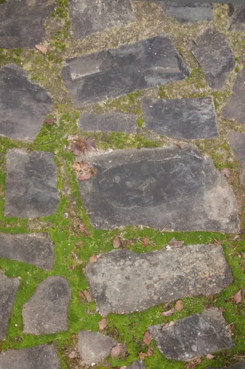 stone path pavers and moss background