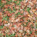 fall leaves background texture