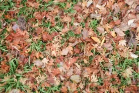 Fall leaves on grass texture