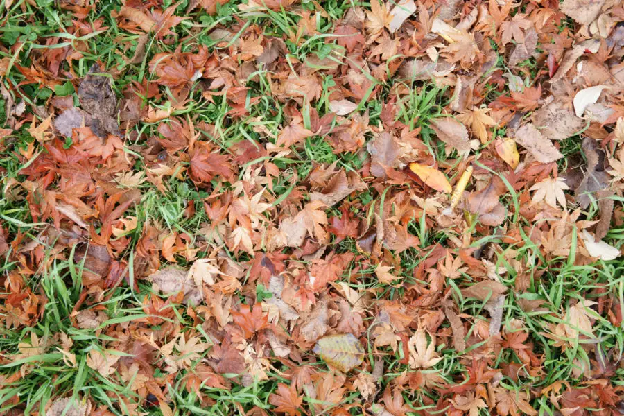Fall leaves on grass texture