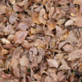 old brown leaves background