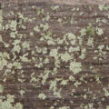 old mossy wood background texture