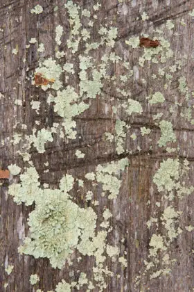 old wood with moss growing on it background