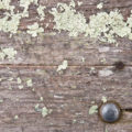 old mossy wood background texture