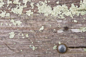 old mossy wood background texture