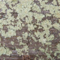 old mossy wood background texture