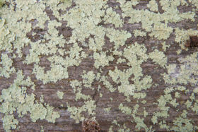 old mossy wood background texture