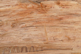 cut log sideview wood background wooden texture