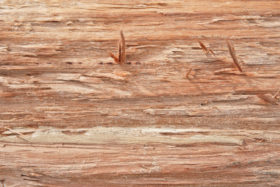 wood cut log wooden background texture