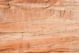 Wood texture – cut log sideview background image