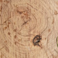 cut log sideview wood rings wooden background texture